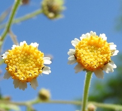 Perityle microglossa