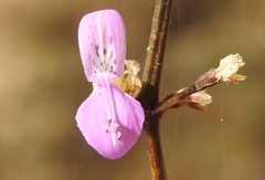 Dicliptera resupinata