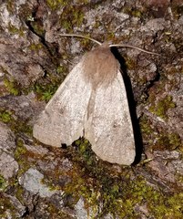 Orthosia hibisci