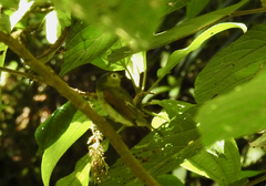 Pachyramphus versicolor image