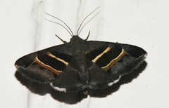 Grammodes geometrica