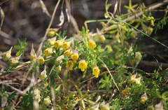 Tropaeolum brachyceras