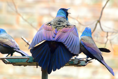 Common Grackle