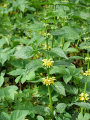 Lamium galeobdolon montanum