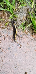 Ambystoma macrodactylum macrodactylum