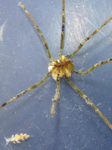 Hilgendorf's Sea Spider, Redwood City, CA, photo 4 of 10