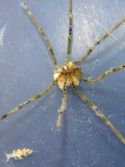 Ammothea hilgendorfi