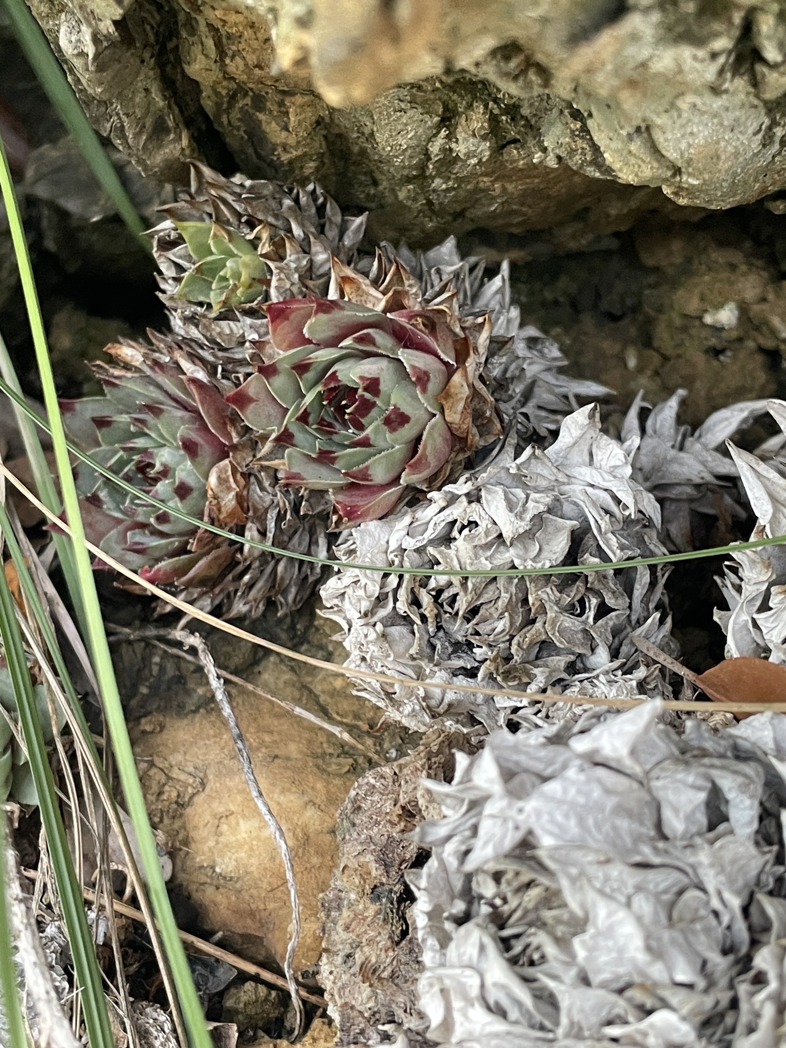 Sempervivum calcareum 'Mrs. Giuseppi' 3
