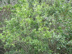 Melicytus ramiflorus ramiflorus