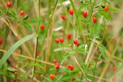 Capsicum chacoense