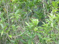 Melicytus ramiflorus ramiflorus