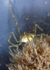 Ammothea hilgendorfi