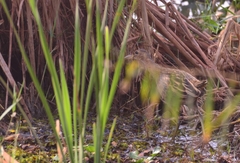 Gallicrex cinerea