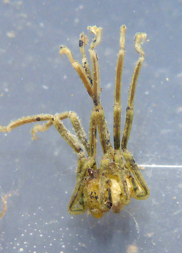 Hilgendorf's Sea Spider, photo 3 of 10