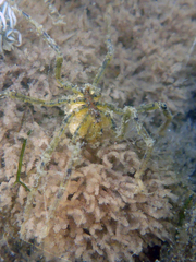 Ammothea hilgendorfi