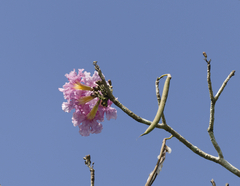 Tabebuia rosea image