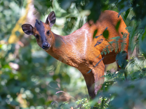 Kivu Duiker