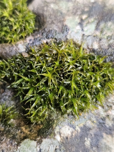 Image of Husnotiella sinuosa by (c) Helen Waterman, some rights reserved (CC BY)