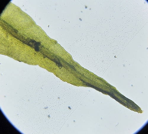 Image of Husnotiella sinuosa by (c) Helen Waterman, some rights reserved (CC BY)