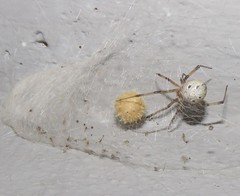 Latrodectus geometricus