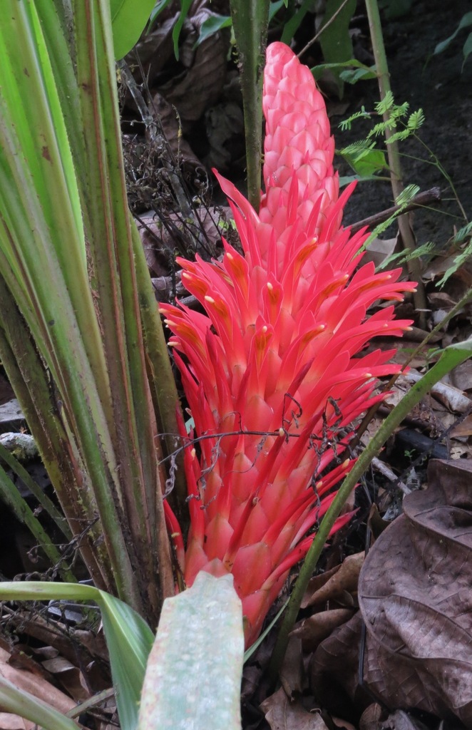 Pitcairnia neglecta