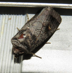 Proteuxoa restituta