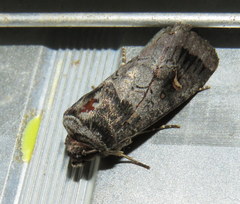 Proteuxoa restituta