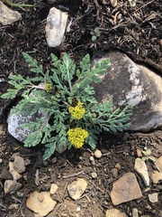 Cymopterus longipes