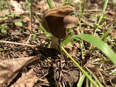 Helvella compressa
