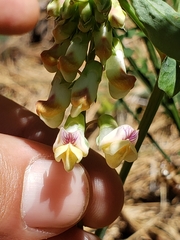 Lathyrus sulphureus