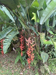 Heliconia pogonantha image