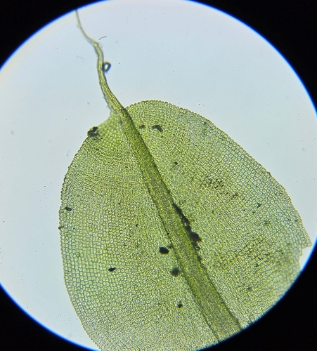 Image of Encalypta pilifera by (c) Helen Waterman, some rights reserved (CC BY)