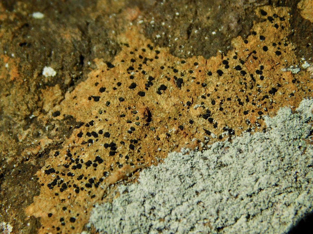 Sagiolechiaceae