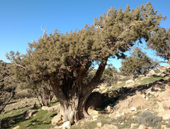 Juniperus phoenicea