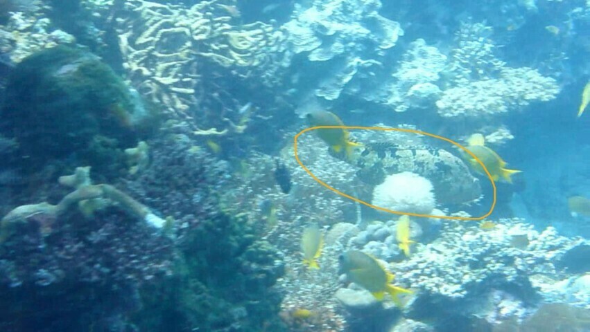 Brown-marbled grouper