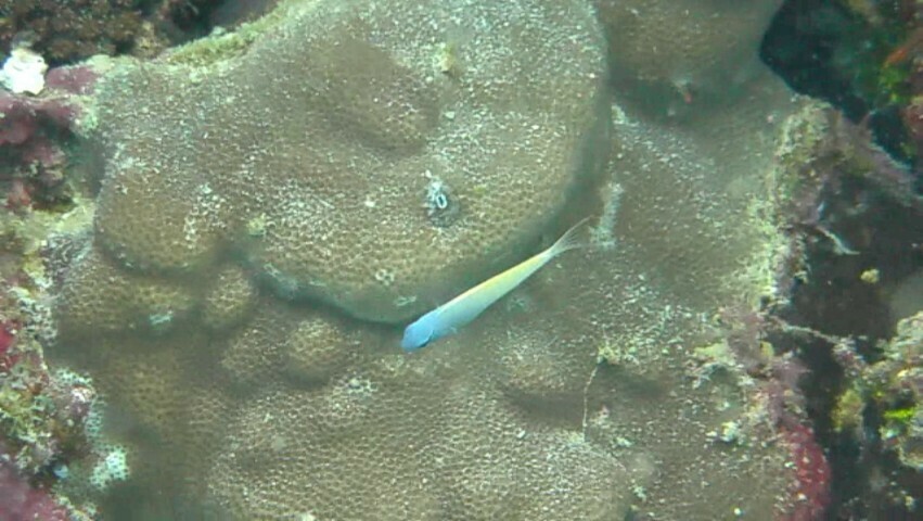 Eyelash Fangblenny