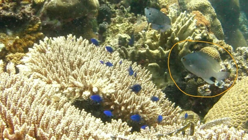 Black-spot Damsel
