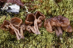 Gyromitra esculenta