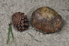 Rhizopogon fuscorubens