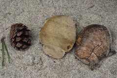 Rhizopogon fuscorubens