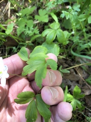 Anemonoides quinquefolia