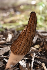 Morchella importuna