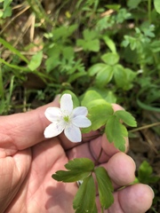Anemonoides quinquefolia