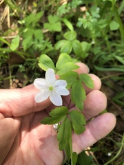 Anemonoides quinquefolia