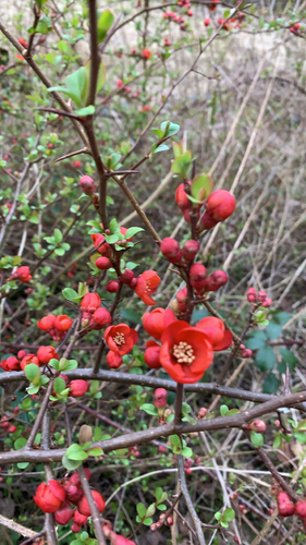 Chaenomeles speciosa