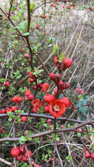 Chaenomeles speciosa