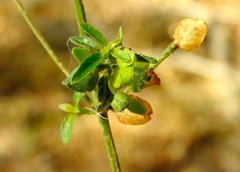 Dicliptera resupinata