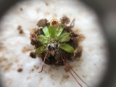 Drosera pulchella