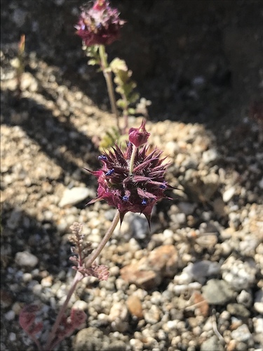 Salvia columbariae var. columbariae