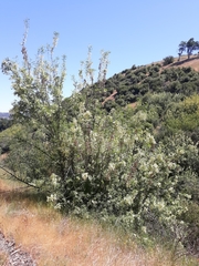 Fraxinus dipetala